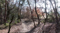 Sous-bois