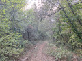 Sous-bois