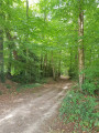 Sous-bois Sous-bois