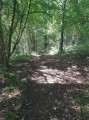 sous bois sous bois