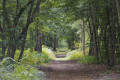 Sous-bois Sous-bois