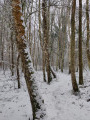 Sous la neige
