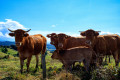 Vaches et leurs veaux