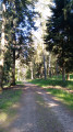 Sous les arbres