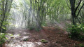 Sous les bois