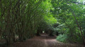 En sous-bois