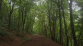 En sous-bois