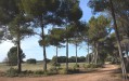 Sous les pins