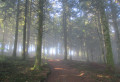 Sous-bois Sous-bois