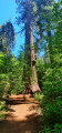 South Grove Trail