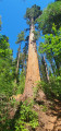 South Grove Trail