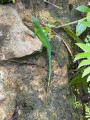 Spectateur de la trace