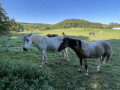 Chevaux