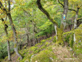 Spitzlei Dickschieder Wildwechsel