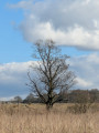 Spot the birds