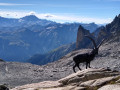 Statue of Ibex at the Orny Hut with Petit Clocher behind