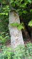 Stèle
