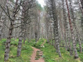 Steps into the forest