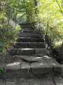 Steps through Cocken Wood