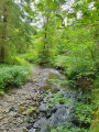 Stream