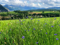 Autour de Bornachon