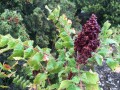 Sumac des Corroyeurs