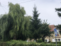 Superbe saule pleureur rue du Puits Picard
