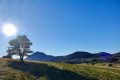 Sur l'alpage