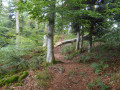 Sur la crète en forêt