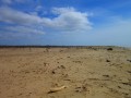 sur la dune ou on devine les restes des pins !
