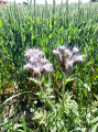 Sur le bord du chemin Sur le bord du chemin