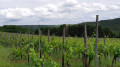 Sur le chemin du retour - Par les vignes, près de Burbach