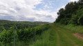 Sur le chemin du retour - Par les vignes, près de Burbach