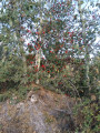 Sur le chemin, en octobre