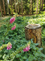 La forêt de Cistrières et ses hameaux isolés