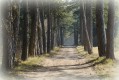 Sur le plateau, forêt de Mantuan