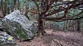 Sur le sentier merveilleux