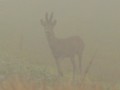 Surprise dans le brouillard Surprise dans le brouillard
