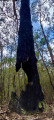 Survival eucalyptus