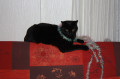 taboulechat