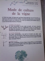 Taille des pieds de vignes