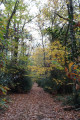 Tapis de feuilles Tapis de feuilles