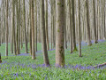 Le Bois de Hal, paradis des jacinthes et anémones sauvages