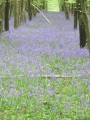 Tapis de jacinthes