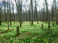 Boucle des jonquilles à l'ermitage d'Edmond d'Hoffschmidt