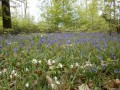Tapis de muguet bleu