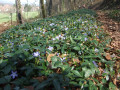 Tapis de pervenches