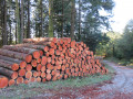 tas de bois