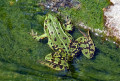 Teichfrosch am Sportgelände in Roßtal