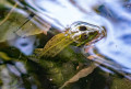 Teichfrosch im Ödweiher